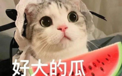 娱乐吃瓜小猫咪小说免费阅读,吃瓜小猫咪的娱乐圈冒险