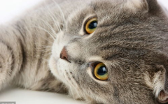宠物猫咪,品种多样，魅力无限