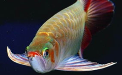 淡水观赏鱼的种类大全,缤纷水族馆里的百态生辉