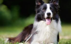 边境牧羊犬德**犬,智慧与忠诚的完美结合